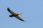 flying Ruddy Shelduck