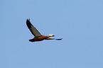 flying Ruddy Shelduck