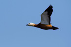 flying Ruddy Shelduck