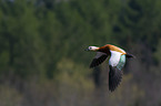flying Ruddy Shelduck