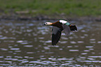 flying Ruddy Shelduck