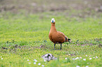 Brahminy duck