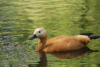 ruddy shelduck