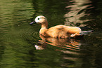 ruddy shelduck