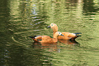 ruddy shelducks