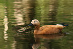ruddy shelduck