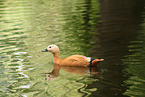 ruddy shelduck