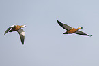 ruddy shelduck