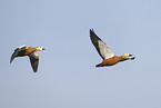 ruddy shelduck