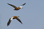 ruddy shelduck