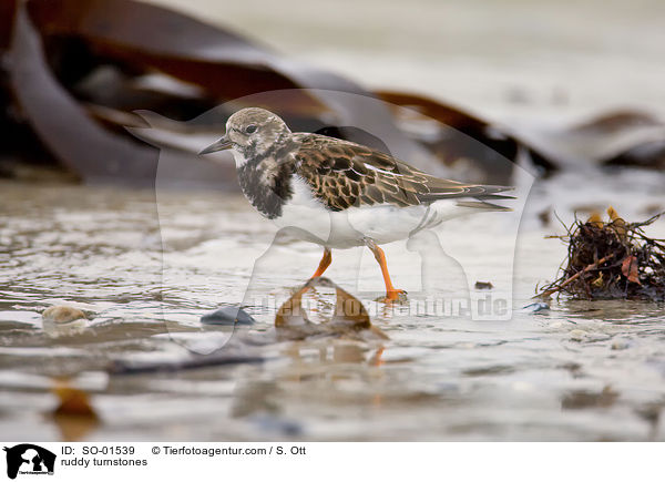 Steinwlzer / ruddy turnstones / SO-01539