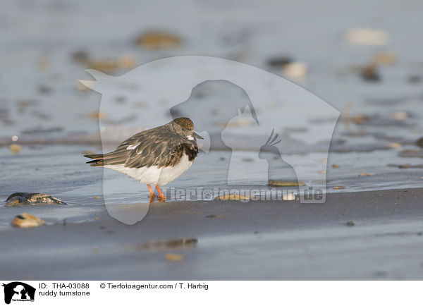 ruddy turnstone / THA-03088