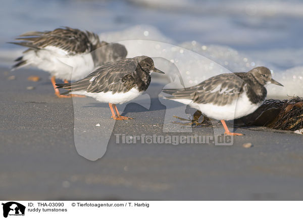 ruddy turnstones / THA-03090