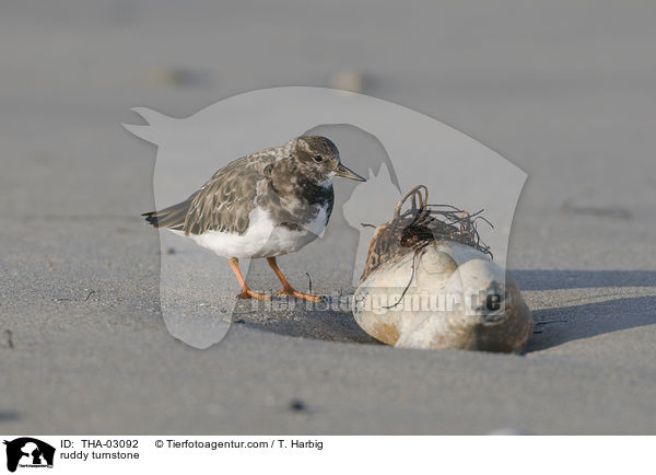 Steinwlzer / ruddy turnstone / THA-03092