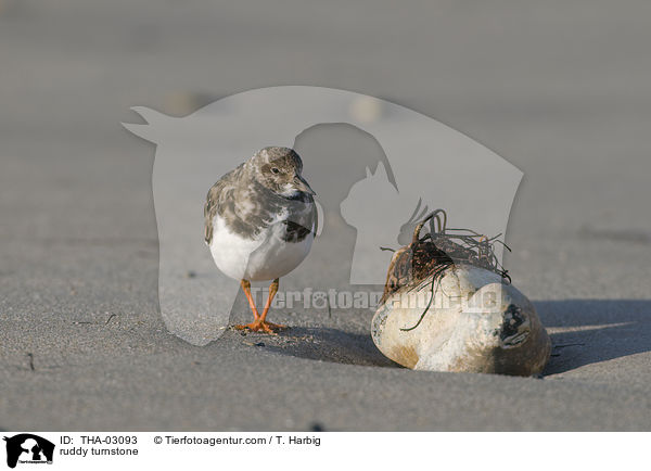 Steinwlzer / ruddy turnstone / THA-03093