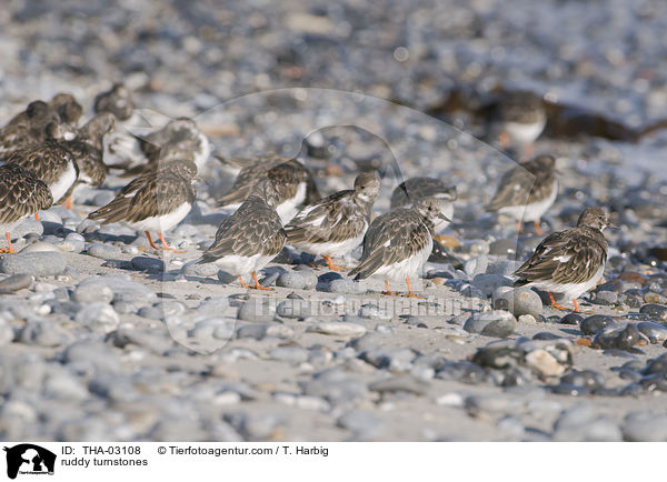 Steinwlzer / ruddy turnstones / THA-03108