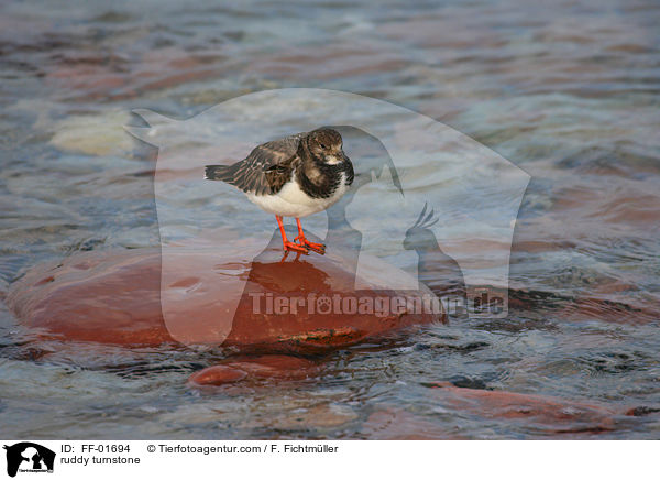 ruddy turnstone / FF-01694