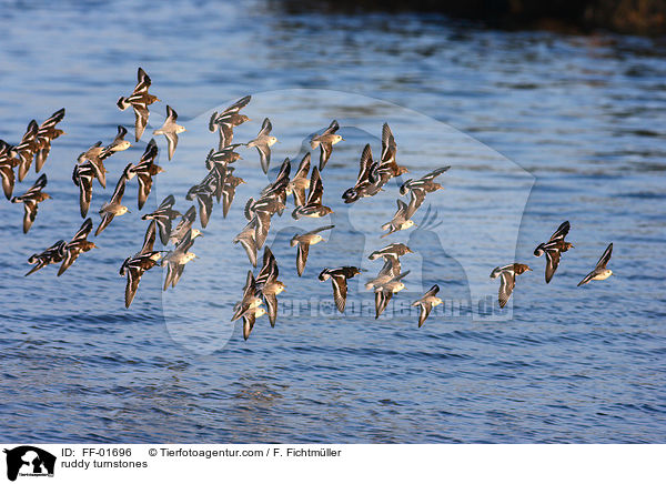 ruddy turnstones / FF-01696