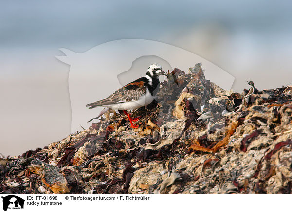 Steinwlzer / ruddy turnstone / FF-01698
