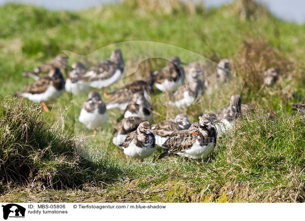 ruddy turnstones / MBS-05806