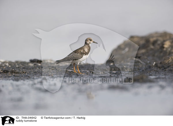Steinwlzer / ruddy turnstone / THA-04642