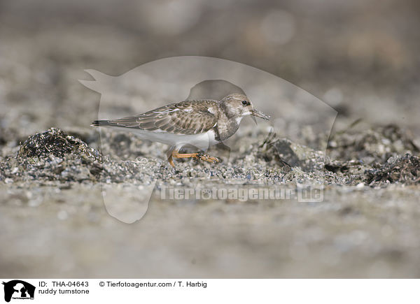 Steinwlzer / ruddy turnstone / THA-04643