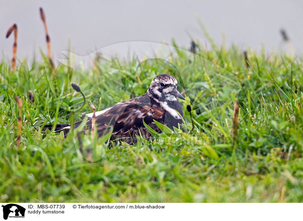 Steinwlzer / ruddy turnstone / MBS-07739