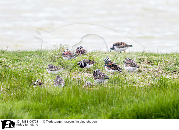 Steinwlzer / ruddy turnstone / MBS-09728