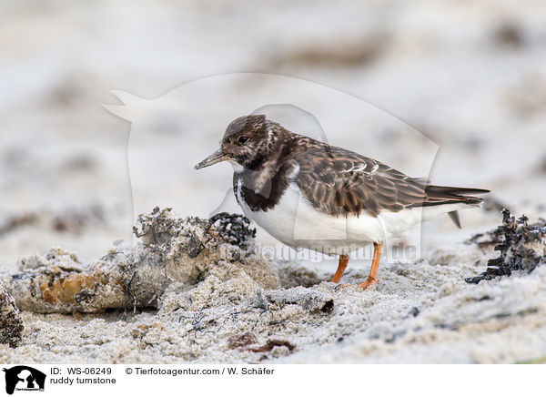 Steinwlzer / ruddy turnstone / WS-06249
