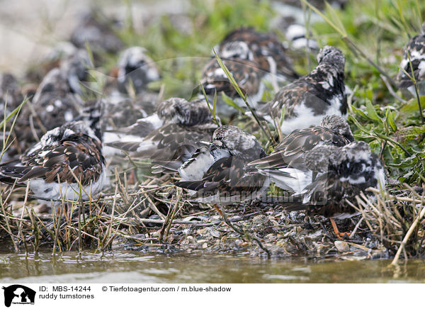 Steinwlzer / ruddy turnstones / MBS-14244
