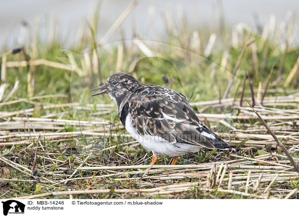 Steinwlzer / ruddy turnstone / MBS-14246