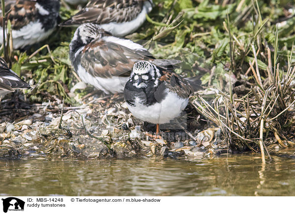 Steinwlzer / ruddy turnstones / MBS-14248