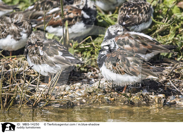 Steinwlzer / ruddy turnstones / MBS-14250