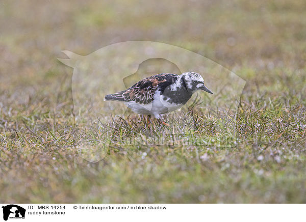 Steinwlzer / ruddy turnstone / MBS-14254