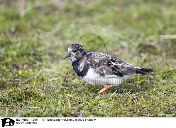 Steinwlzer / ruddy turnstone / MBS-14256