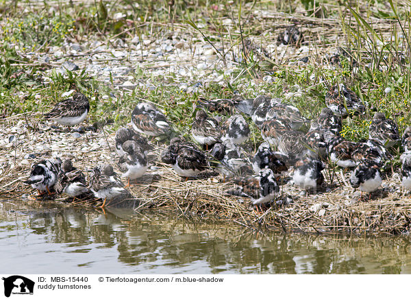 Steinwlzer / ruddy turnstones / MBS-15440