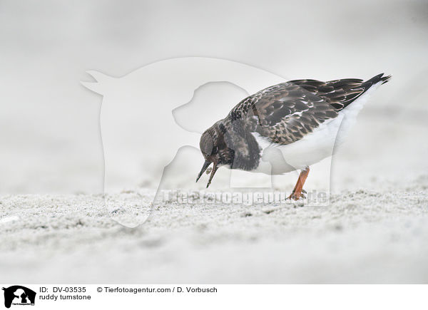 Steinwlzer / ruddy turnstone / DV-03535