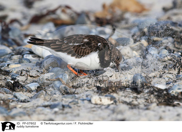 Steinwlzer / ruddy turnstone / FF-07602