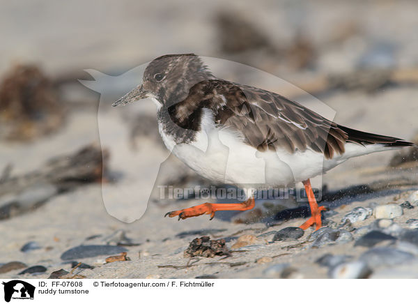 Steinwlzer / ruddy turnstone / FF-07608