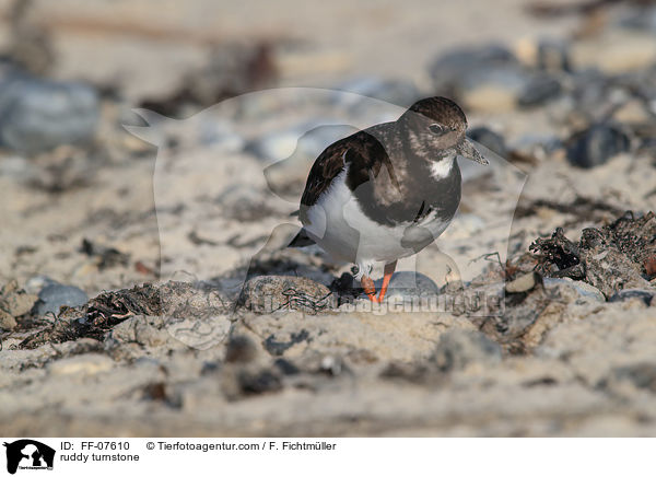 Steinwlzer / ruddy turnstone / FF-07610