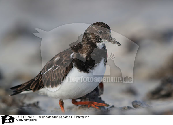 Steinwlzer / ruddy turnstone / FF-07613