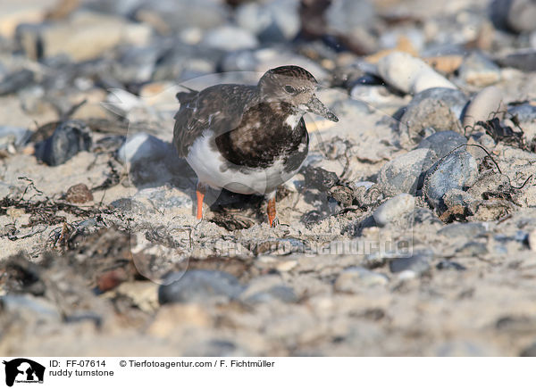 Steinwlzer / ruddy turnstone / FF-07614