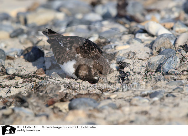 Steinwlzer / ruddy turnstone / FF-07615