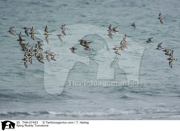 fliegende Steinwlzer / flying Ruddy Turnstone / THA-07463
