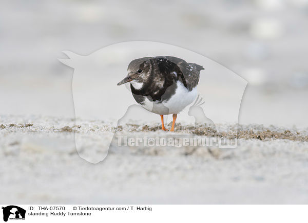 stehender Steinwlzer / standing Ruddy Turnstone / THA-07570