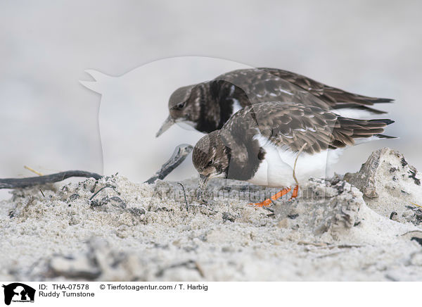 Steinwlzer / Ruddy Turnstone / THA-07578