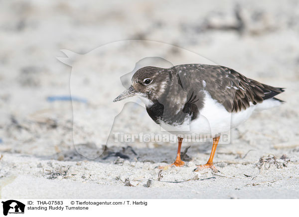 stehender Steinwlzer / standing Ruddy Turnstone / THA-07583