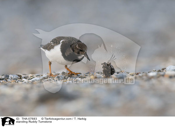 stehender Steinwlzer / standing Ruddy Turnstone / THA-07683