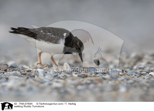laufender Steinwlzer / walking Ruddy Turnstone / THA-07684