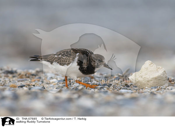 laufender Steinwlzer / walking Ruddy Turnstone / THA-07685